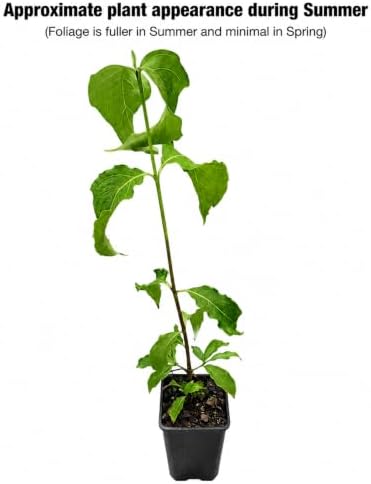 Kousa Dogwood Tree - 10-16" Tall Live Plant - Quart Pot - Image 2
