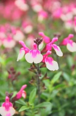 Salvia greggii 'Mirage Rose Bicolor' (Autumn Sage) Dwarf Grows to 14 inches Tall - Flowering Starter Size Plant – 1 Live Plant - in 2.5" Pot – Hardy Flowering Perennial, Pollinator Favorite - Image 5