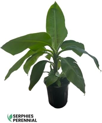 Dwarf Cavendish Banana Plants – 4 Live Starter Plugs, Tropical Fruit Tree for Patio, Container & Indoor Growing - Image 2