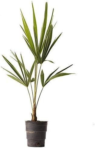 American Plant Exchange Windmill Palm Tree – 4-Inch Pot – Live Cold Hardy Tropical Plant, Drought Tolerant and Easy Care for Outdoor Landscapes, Gardens, or Patio Decor by AmericanPlantExchange