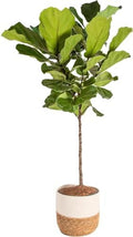 Costa Farms Fiddle Leaf Fig, Live Indoor Plant, Floor Plant, Statement Tree by Unknown