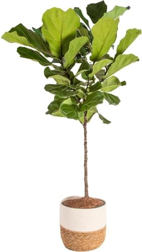 Costa Farms Fiddle Leaf Fig, Live Indoor Plant, Floor Plant, Statement Tree by Unknown