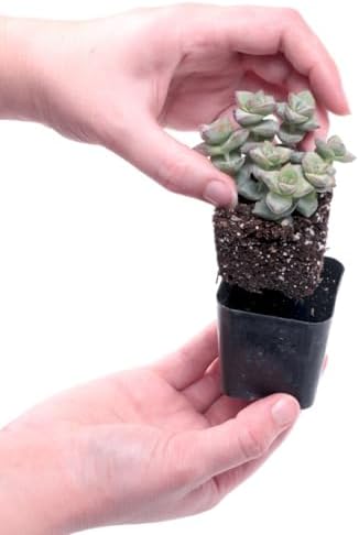 Mountain Crest Gardens Ultimate Succulent Variety Pack - 6 Unique Live Plants, Rooted in 2 inch Pots - Indoor/Outdoor Real Succulents for Garden Decor, Favors, DIY Arrangements - Image 4