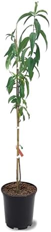 Red Peach Tree, Freestone, Self-Fruitful, High Yielding, Deciduous, 1 gal Nursery Pot, 1-2 ft Tree Height (Due to Agricultural Laws, we Cannot Ship to CA, AZ, AK, or HI) by Unknown