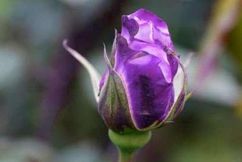 Bonsai Germany Rare Purple Roses 30Pcs Dragon Rose Heirloom Seeds - Image 2