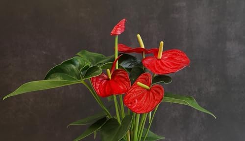 4" Red Anthurium Live Plant Decor, Live House Plants, Anthuriums Live Plants Indoor Plants Live Houseplants, Real Plants Indoor Live Plants, Easy Plant Lover Gifts for Plant Lovers by Plants for Pets - Image 7