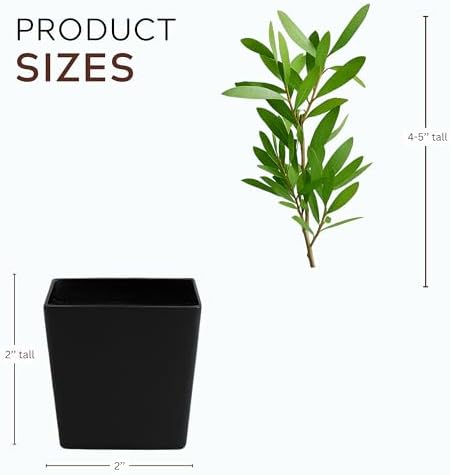 Purple Bottle Brush Plant Live, Callistemon Citrinus Shrub, 2-Inch Pot - Image 4