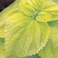 Park Seed Grow Your Own Coleus Seeds, Giant Exhibition Limelight with Large Chartreuse Foliage for Shade Gardens and Containers, Pack of 100 - Image 2