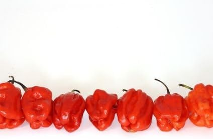 Clovers Garden Red Caribbean Habanero Pepper Plants- Two (2) Live Plants – Non-GMO - Not Seeds – Each 4"-8" Tall in 4 Inch Pots - 2X Hotter Than Ordinary Habaneros 300K SHU - Image 3