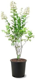 Natchez Crape Myrtle Live Tree, 1 Gallon Potted, White Flowers | Arbor Day Foundation (Due to Agricultural Laws, Unavailable to CA, AZ) by ArborDayFoundation