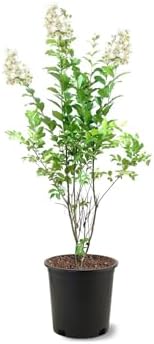 Natchez Crape Myrtle Live Tree, 1 Gallon Potted, White Flowers | Arbor Day Foundation (Due to Agricultural Laws, Unavailable to CA, AZ) by ArborDayFoundation