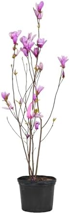 Jane Magnolia Tree Live Plant – Magnolia grandiflora ‘Jane’, Fragrant Magnolia Flowers, Fast Growing Ornamental Magnolia Plant, 2–3 ft Live Magnolia Tree for Garden, Zones 5–9, Easy Care - Image 5