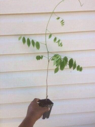 1 Live Plant Blue Moon Wisteria Vine Plant 6-10" Beautiful Garden Plant #TND422 - Image 2
