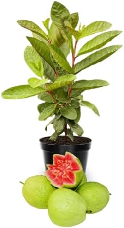 Pink Guava Tree Plant Live, Edible Fruit Tree, 5-7 Inch Tall by UIOTER