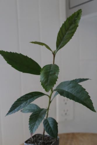 Bronze Loquat Tree Live, Eriobotrya Deflexa, 2-Inch Pot, 2-Pack - Image 7