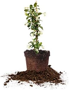 Perfect Plants Confederate Jasmine Live Plant, 1 Gallon, Star Vine by PerfectPlantsNursery