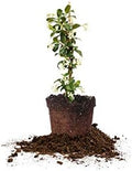 Perfect Plants Confederate Jasmine Live Plant, 1 Gallon, Star Vine by PerfectPlantsNursery