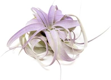Purple Colorful Tillandsia Air Plants - Long Lasting Color Enhanced Live Tillandsia Succulent House Plants - Home and Garden Decor - Easy Care Indoor and Outdoor (Mini Xerographica, Pack of 3) - Image 2