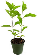 Beautyberry | 5 Large 4 Inch Pots | Callicarpa Americana, Fast-Growing Shrub, Vibrant Purple Berries, Attracts Birds, Ornamental Foliage, Low Maintenance, Perfect for Gardens by FloridaFoliage