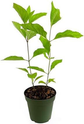Beautyberry | 5 Large 4 Inch Pots | Callicarpa Americana, Fast-Growing Shrub, Vibrant Purple Berries, Attracts Birds, Ornamental Foliage, Low Maintenance, Perfect for Gardens by FloridaFoliage