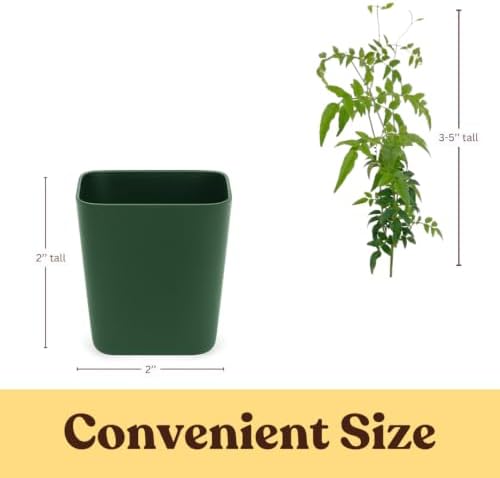 Pink Jasmine Plant Live, Fragrant Jasminum Polyanthum Vine, 2-Inch Pot - Image 4