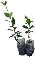 Daisy Ship Star Jasmine Trachelospermum - 2 x 2 inch Bags by DaisyShip