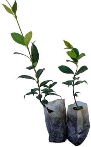 Daisy Ship Star Jasmine Trachelospermum - 2 x 2 inch Bags by DaisyShip