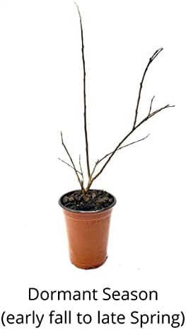 6 Pack - Red Flowering Crape Myrtle Trees - Lagerstroemia - Quart Container - 6-12 Inches Tall - Image 6
