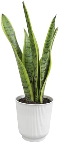 Plants for Pets Live Snake Plant with Decorative White Pot, Sansevieria Trifasciata Laurentii Succulents, Fully Rooted Indoor Potted Plants, Mother in Law Tongue Succulent and Modern Planter by PlantsforPets