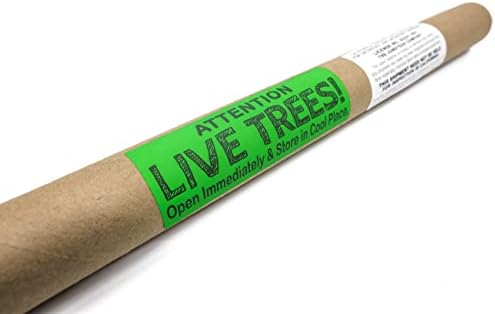 Giant Sequoia | Small Tree Seedling | The Jonsteen Company - Image 4