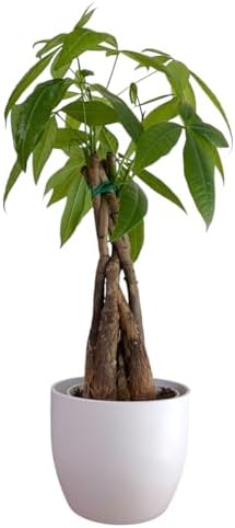 Money Tree Live Plant | 14-22 Inches Tall Bonsai | Easy to Grow Indoor Houseplant | Home, Office, or Room Decor | Birthday, Housewarming Gift (White) by hopewindplants