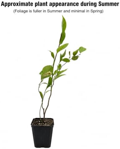 Virginia Sweetspire Shrub - 12-18" Tall Live Plant - Quart Pot - Image 2
