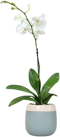 Premium White Live Orchid Plant Blooming in 3.5" Blue & White Orchid Pot, Live Plants, Houseplant Gifts, Approx. 16" Tall, Pet Friendly Houseplants, Phalaenopsis Moth Flower by Plants for Pets by PlantsforPets
