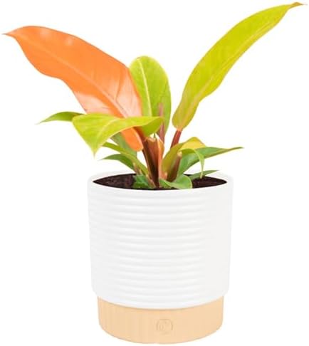 Costa Farms Philodendron, Live Indoor Plant, Tropical Houseplant by Unknown
