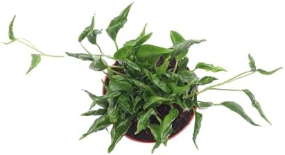 Shangri la Epipremnum - 6'' from California Tropicals - Image 2