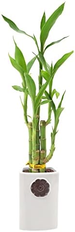 5-Stem Lucky Bamboo, Live Indoor Plant in Contour II Ceramic Planter for Home, Work, or Gift, White ***Cannot Ship to Hawaii*** by Unknown