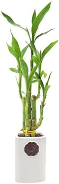 5-Stem Lucky Bamboo, Live Indoor Plant in Contour II Ceramic Planter for Home, Work, or Gift, White ***Cannot Ship to Hawaii*** by Unknown