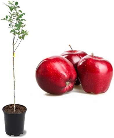 American Plant Exchange Live Red Delicious Apple Tree, Fruit-Bearing Plant Pot for Harvest and Home and Garden Decor, 2-3' Tall, 1-Gallon Pot by AmericanPlantExchange