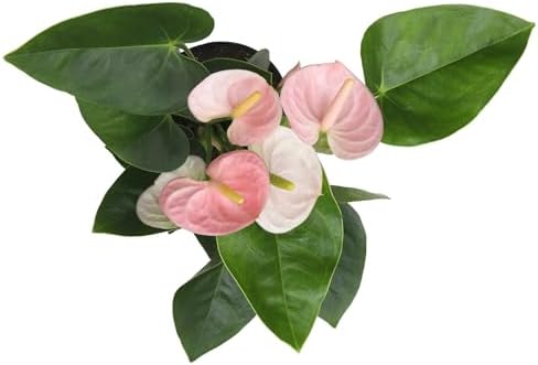Pink Anthurium Live Plant Decor (Approx. 13-16" Tall), Real Flowers/House Plants in 4" White Plant Pot, Floral Office Plants, Air Purifying Plants & Cool Gifts for Plant Lovers by Plants for Pets - Image 4
