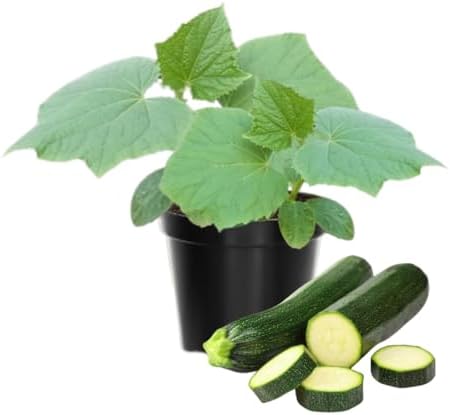 2 Green Zucchini Live Plants, Vegetable Seedling, 4 Inch Pot by HILROQG