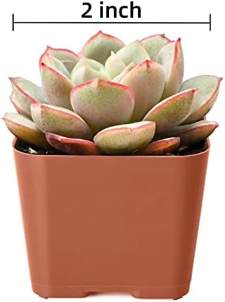 Succulent Plants (4 Pack), Live Succulents Fully Rooted in 2" Pots - Image 5