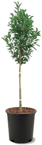 American Plant Exchange Santa Rosa Plum Tree, 5 Gallon Pot, 3-4ft Tall, Large Outdoor Landscape Garden Plant, Live Fruiting Plant, Ideal for Home Gardens, Beautiful Blooms, and Robust Growth by AmericanPlantExchange