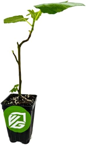 Magnolia Brunswick Fig Tree - Ficus carica by Wellspring Garden - Captivating & Abundant Fruit Producer - Versatile Fruit Tree - Robust Growth - Garden Ornamental - Image 2