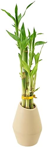 Arcadia Garden Products 5-Stem Lucky Bamboo, Live Indoor Plant in Dimension II Ceramic Planter for Home, Work, or Gift, Tan ***Cannot Ship to Hawaii*** - Image 2