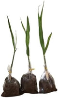Live Sugarcane Plant Seedlings, Very Sweet Variety, 3 Pack, 5-7 Inches by Unknown