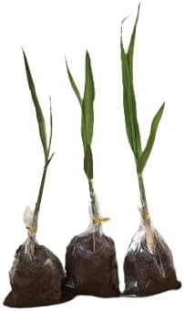 Live Sugarcane Plant Seedlings, Very Sweet Variety, 3 Pack, 5-7 Inches - Image 3