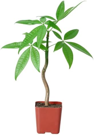 Live Money Tree Plant 8-10" Pachira Aquatica - Image 2