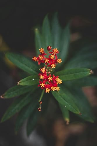 Red Milkweed Live Plants – Pack of 2, 4–6” Tall – Asclepias curassavica, Scarlet Milkweed, Tropical Milkweed – Fast-Growing – Indoor/Outdoor, Container-Friendly – Bloodflower Milkweed - Image 3