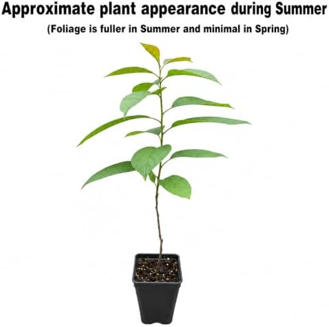 5 American Persimmon Trees - 6-15" Tall Live Plants - Image 2