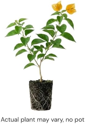 Set 2 Gold Bougainvillea Live Plant 5-7 Inch Tall - Image 3